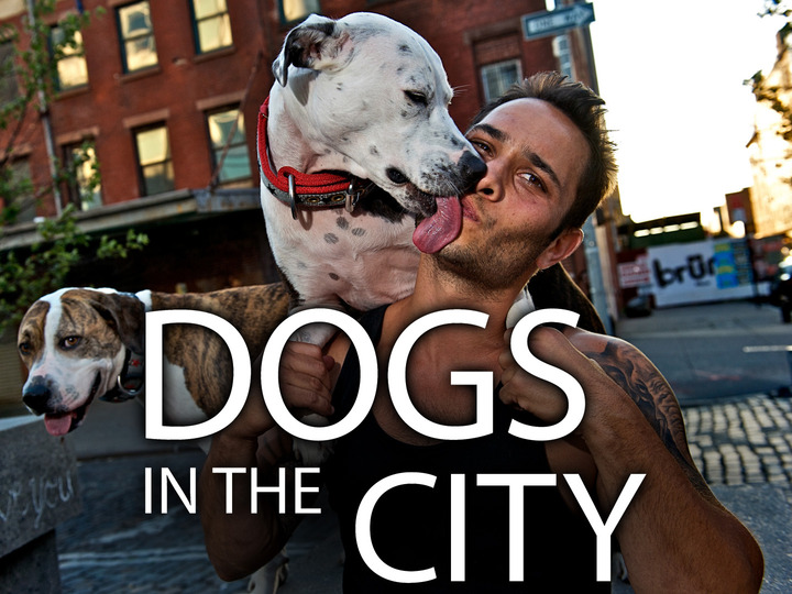 Dogs In The City: Season 1