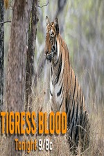 Discovery Channel-tigress Blood