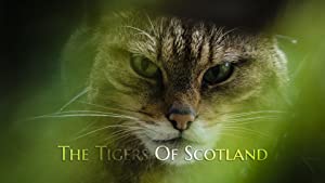 The Tigers Of Scotland