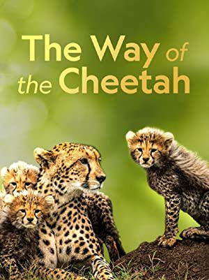 Big Cat Week The Way Of The Cheetah