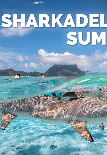 Sharkadelic Summer