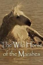 Wild Horses Of The Marshes